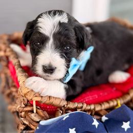 Blue collar toy - Black tri-color male Aussiedoodle puppy in 32046, Florida from River Hill Ranch