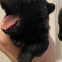 Scottish Terriers from Janaea Parrish