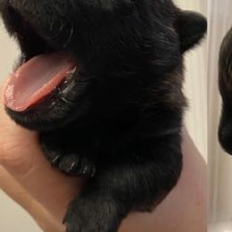 Scottish Terriers from Janaea Parrish