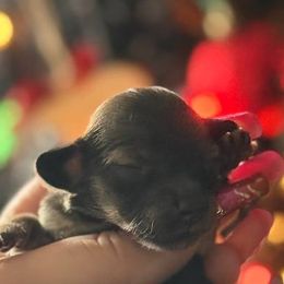 Gravy - Cream male Dachshund puppy in Sebring, Florida from Mini Weenies