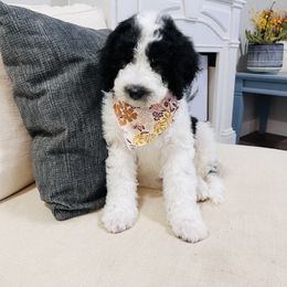 Sheepadoodle Puppies from Maplesierradoodles