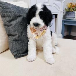 Sheepadoodle Puppies from Maplesierradoodles