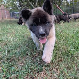 Saki's Boy 7 - Black, fawn undercoat male Akita puppy in South Carolina from Sierra Mountain Akitas