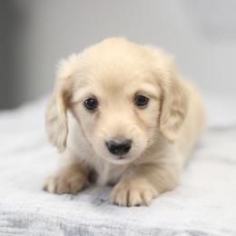 Maverick - Cream male Dachshund puppy in Alto, Texas from Prima Dachshunds