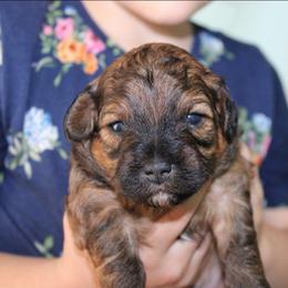 Gary - Brindle male Shihpoo puppy in Mifflintown, Pennsylvania from Curls & Paws Canines