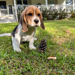 Baby boy - Black tan and white male Beagle puppy in Monticello, Georgia from Beaglelove