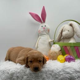Purple - Yellow female Labrador Retriever puppy in Heath Springs, South Carolina from Rich Hill Retrievers