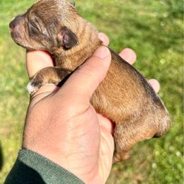 Tanna - Salt and pepper female Miniature Schnauzer puppy in Alabama from Little River Miniature Schnauzers