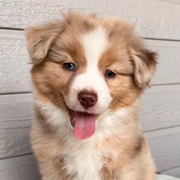 Gypsy - Red merle female Miniature American Shepherd puppy in Carson City, Nevada from Springhill Miniature American Shepherds