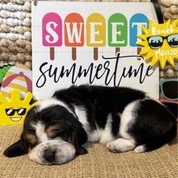 Ron Jon (blue collar) - Black brown and white male Basset Hound puppy in Edmonton, Kentucky from RiverBottom Bassets