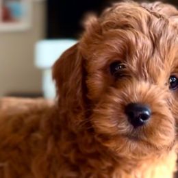 Bumble - Cavapoo puppy from Cuddlebug Cavapoos of Austin