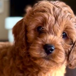 Bumble - Cavapoo puppy from Cuddlebug Cavapoos of Austin