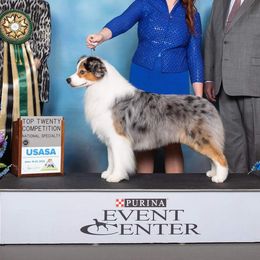 Benny - Australian Shepherd