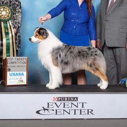 Benny - Australian Shepherd