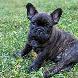 Outlaw - Brindle French Bulldog puppy in Salem, Virginia from Alpine Kennel
