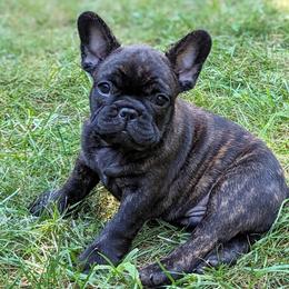 Outlaw - Brindle French Bulldog puppy in Salem, Virginia from Alpine Kennel