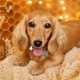 Honey - Dachshund
