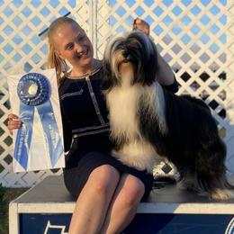 Tibetan Terriers from Treble Tibetan Terriers