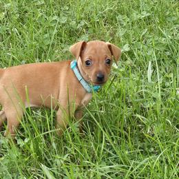 Chili - Stag red female Miniature Pinscher puppy in Bourbon, Missouri from Eriphos Farm Kennel