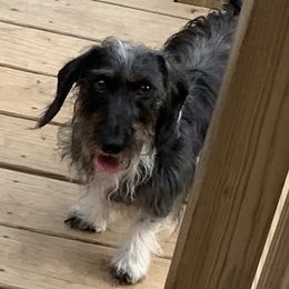 Pistachio - Dachshund