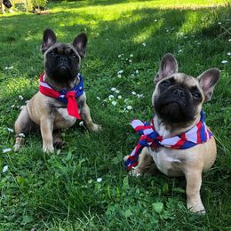 French Bulldog Puppies from Creme De La Creme French Bulldogs