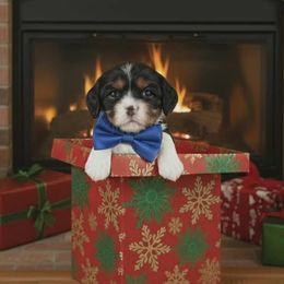 Boy 2 - Black and tan male Cavalier King Charles Spaniel puppy in Maui, Hawaii from Versatile Ohana