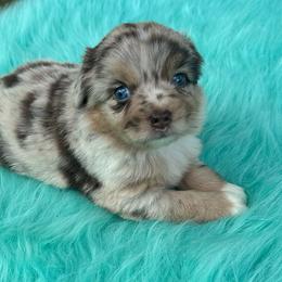 Scarlett - Red merle female Miniature Australian Shepherd puppy in Granbury, Texas from Texas Miniature Aussies
