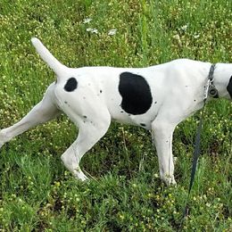 German Shorthaired Pointers from Cady Falls GSPS