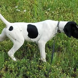 German Shorthaired Pointers from Cady Falls GSPS