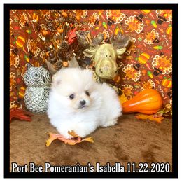 Pomeranian Puppies from Port Bee Pomeranian’s