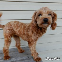 Missy - Maltipoo