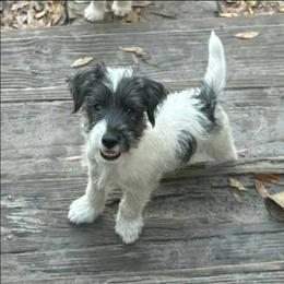 Grey collar - Black and white male Parson Russell Terrier puppy in Branford, Florida from Loyalville