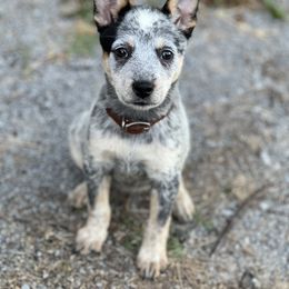 Australian Cattle Dog Puppies from Tri Star Heelers