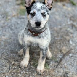 Australian Cattle Dog Puppies from Tri Star Heelers