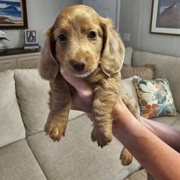 Dachshund Puppies from Barker's Corner