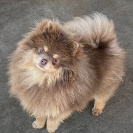 Velma - Pomeranian