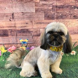 Daisy - Shih Tzu