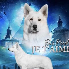 Lucky - White Shepherd