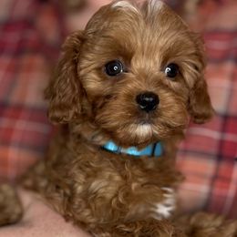 Girl 4 - Red female Cavapoo puppy in Gilbert, Arizona from Azbernedoodlepuppies