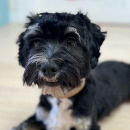 Niner - Havanese