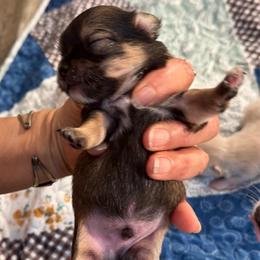 Fawn and tan price: 5,200 - Fawn male Chihuahua puppy in Summerfield, Florida from Uey’s Chihuahuas