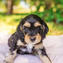 Cockapoo Puppies from Magnolia Hill Doodles