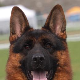 Bax - German Shepherd