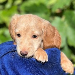 Dachshund Puppies from Crowned Doxies