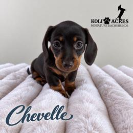 Chevelle - White Collar - Black and tan female Dachshund puppy in Kemp, Texas from Koli Acres