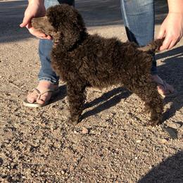 German Shepherd and Poodle Puppies from United Broughton Kennel