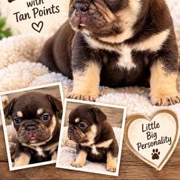 Tater - Black and tan male French Bulldog puppy in Florida from Doxie Rugrats