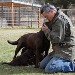 Labrador Retriever Puppies from Zumi's Labs