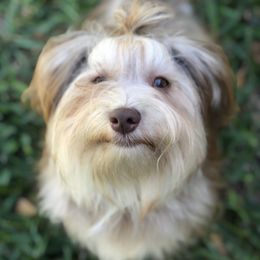 Monkey - Havanese