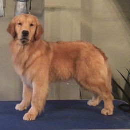 Golden Retriever and Siberian Husky All Grown Up from Nevani Goldens